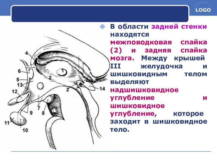 В области задней стенки находятся межповодковая спайка(2) и задняя спайка мозга.