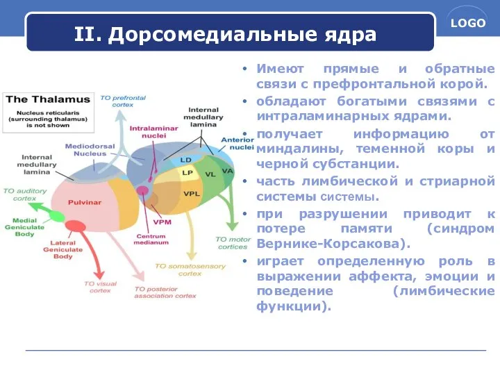 II. Дорсомедиальные ядра Имеют прямые и обратные связи с префронтальной корой.