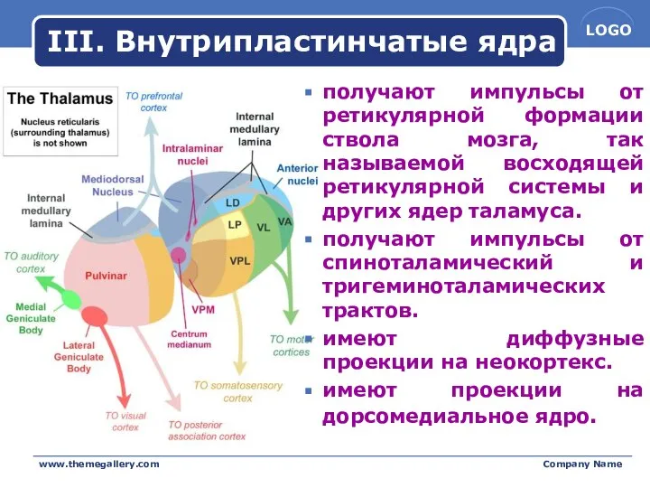 III. Внутрипластинчатые ядра получают импульсы от ретикулярной формации ствола мозга, так