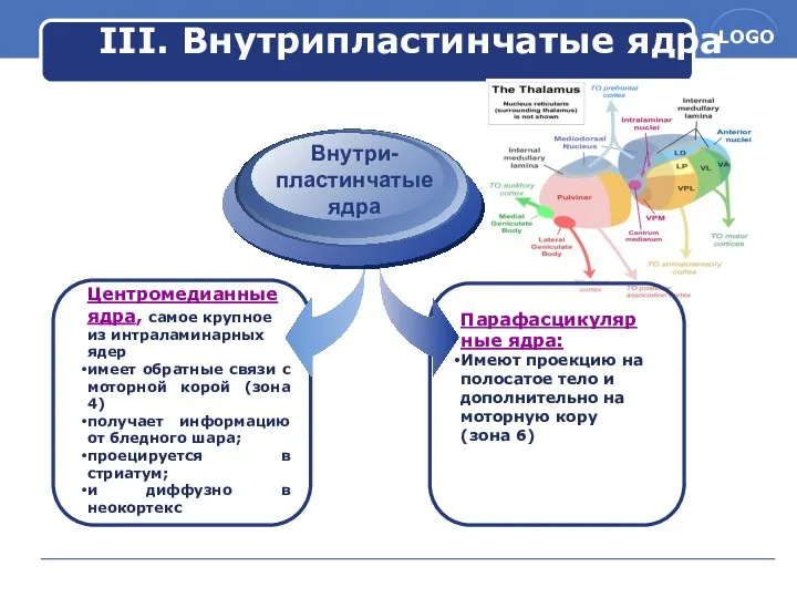 Внутри-пластинчатые ядра Парафасцикулярные ядра: Имеют проекцию на полосатое тело и дополнительно