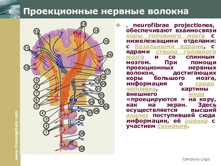 Company Logo Проекционные нервные волокна , neurofibrae projectiones, обеспечивают взаимосвязи коры