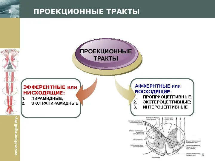 Company Logo ЭФФЕРЕНТНЫЕ или НИСХОДЯЩИЕ: ПИРАМИДНЫЕ; ЭКСТРАПИРАМИДНЫЕ ПРОЕКЦИОННЫЕ ТРАКТЫ АФФЕРНТНЫЕ или