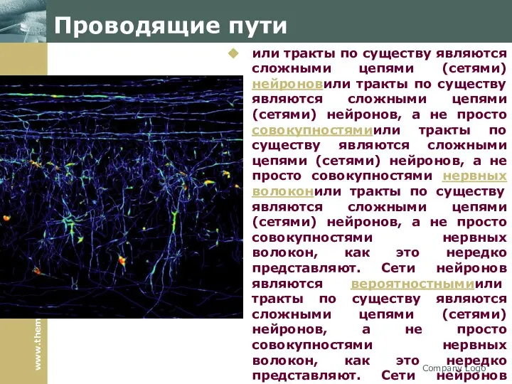 Проводящие пути или тракты по существу являются сложными цепями (сетями) нейроновили