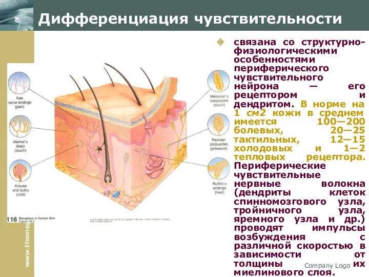 Company Logo связана со структурно-физиологическими особенностями периферического чувствительного нейрона — его