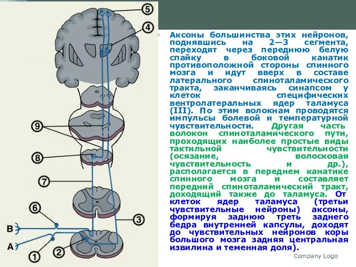 Company Logo Аксоны большинства этих нейронов, поднявшись на 2—3 сегмента, переходят