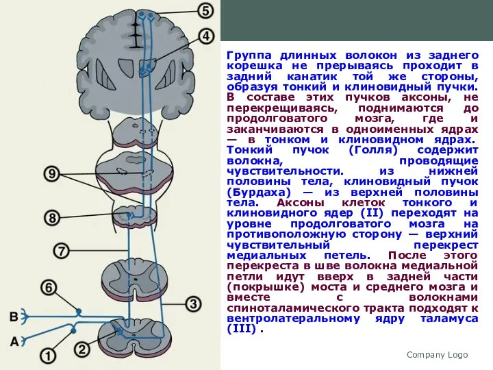 Company Logo Группа длинных волокон из заднего корешка не прерываясь проходит