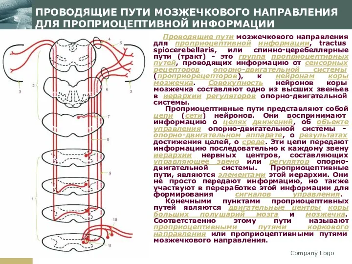 Company Logo ПРОВОДЯЩИЕ ПУТИ МОЗЖЕЧКОВОГО НАПРАВЛЕНИЯ ДЛЯ ПРОПРИОЦЕПТИВНОЙ ИНФОРМАЦИИ Проводящие пути