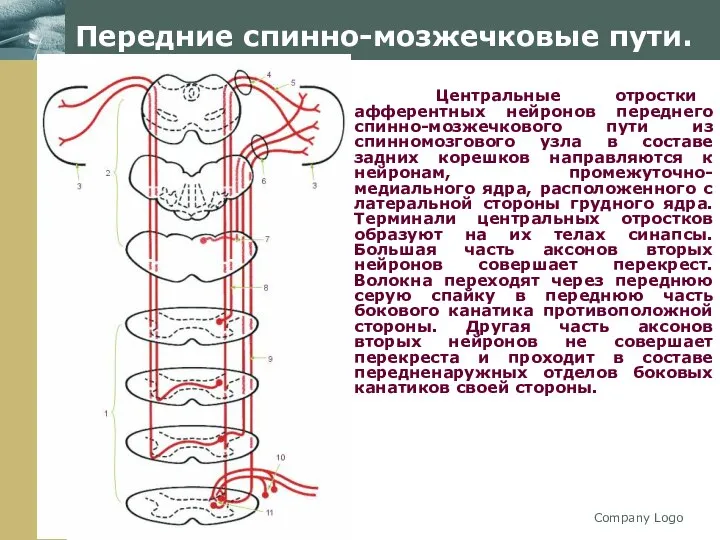 Company Logo Передние спинно-мозжечковые пути. Центральные отростки афферентных нейронов переднего спинно-мозжечкового