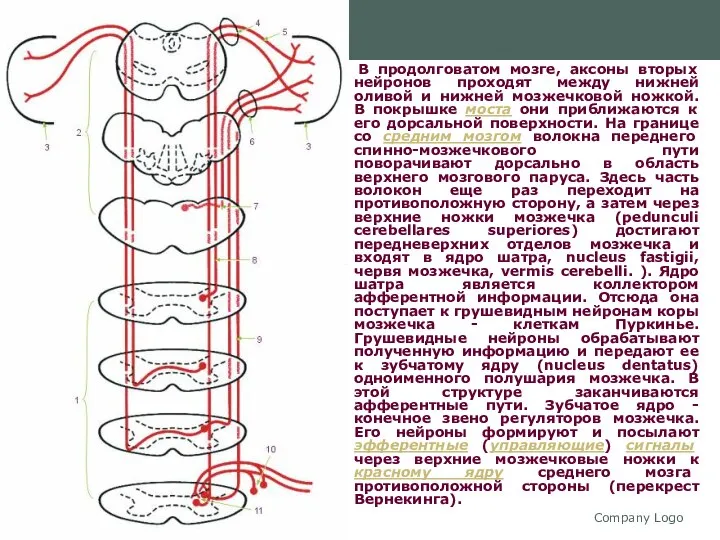Company Logo В продолговатом мозге, аксоны вторых нейронов проходят между нижней