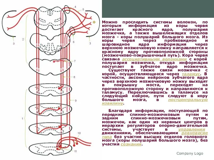Company Logo Можно проследить системы волокон, по которым информация из коры
