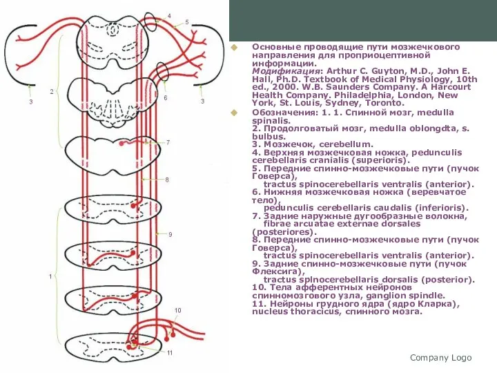 Company Logo Основные проводящие пути мозжечкового направления для проприоцептивной информации. Модификация: