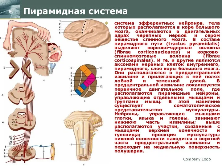 Company Logo Пирамидная система система эфферентных нейронов, тела которых располагаются в