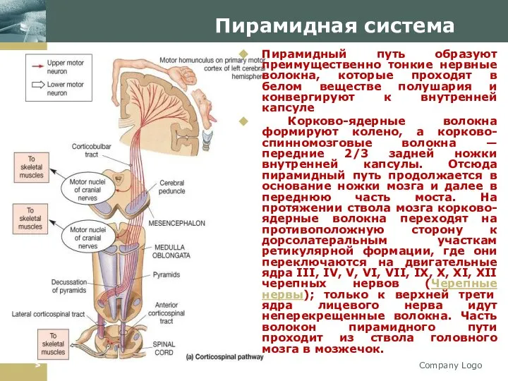 Company Logo Пирамидная система Пирамидный путь образуют преимущественно тонкие нервные волокна,