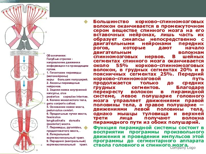 Company Logo Большинство корково-спинномозговых волокон оканчивается в промежуточном сером веществе спинного