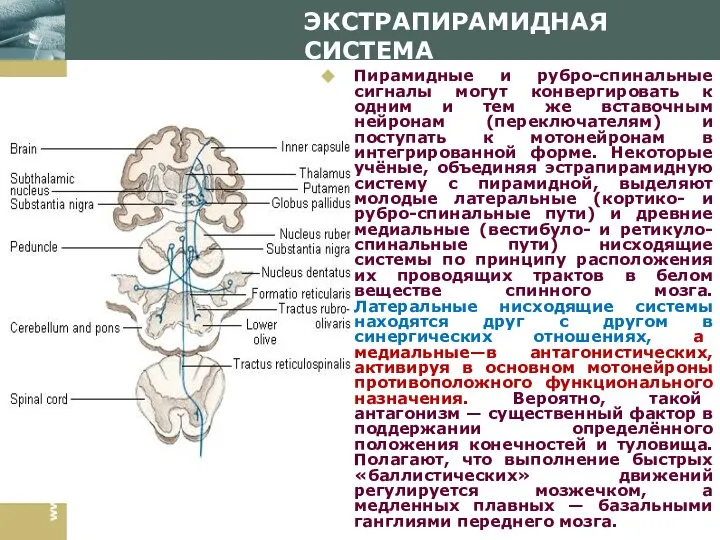 ЭКСТРАПИРАМИДНАЯ СИСТЕМА Пирамидные и рубро-спинальные сигналы могут конвергировать к одним и