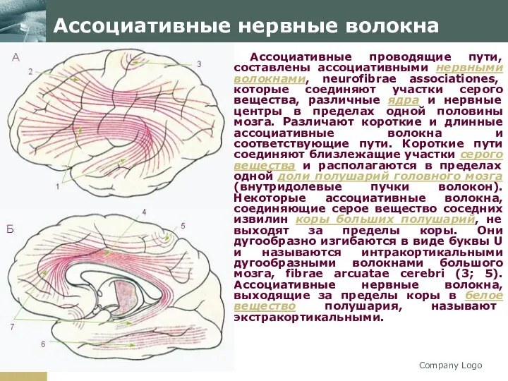 Company Logo Ассоциативные нервные волокна Ассоциативные проводящие пути, составлены ассоциативными нервными