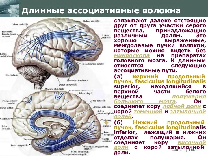 Company Logo Длинные ассоциативные волокна связывают далеко отстоящие друг от друга