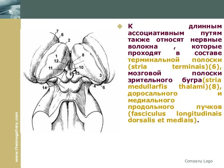 Company Logo К длинным ассоциативным путям также относят нервные волокна ,