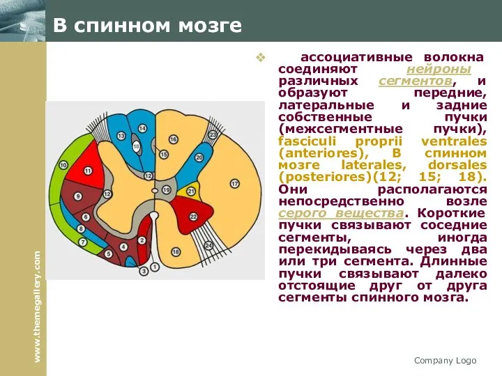 Company Logo В спинном мозге ассоциативные волокна соединяют нейроны различных сегментов,