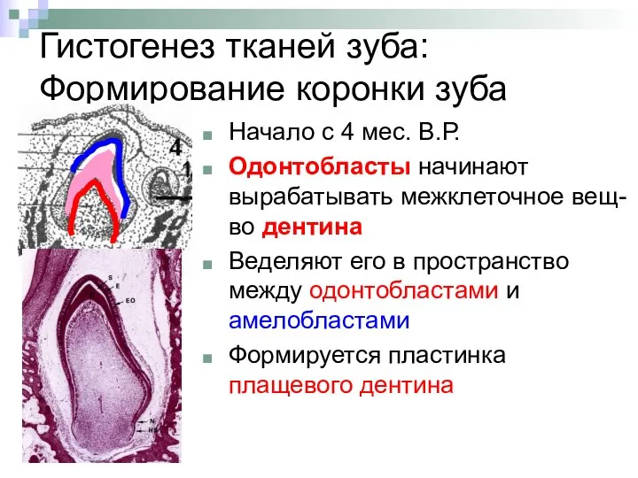 Гистогенез тканей зуба: Формирование коронки зуба Начало с 4 мес. В.Р.