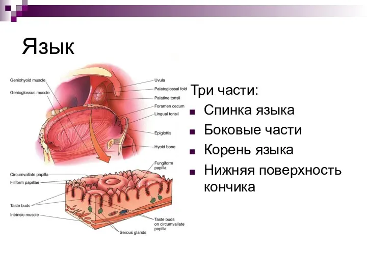 Язык Три части: Спинка языка Боковые части Корень языка Нижняя поверхность кончика