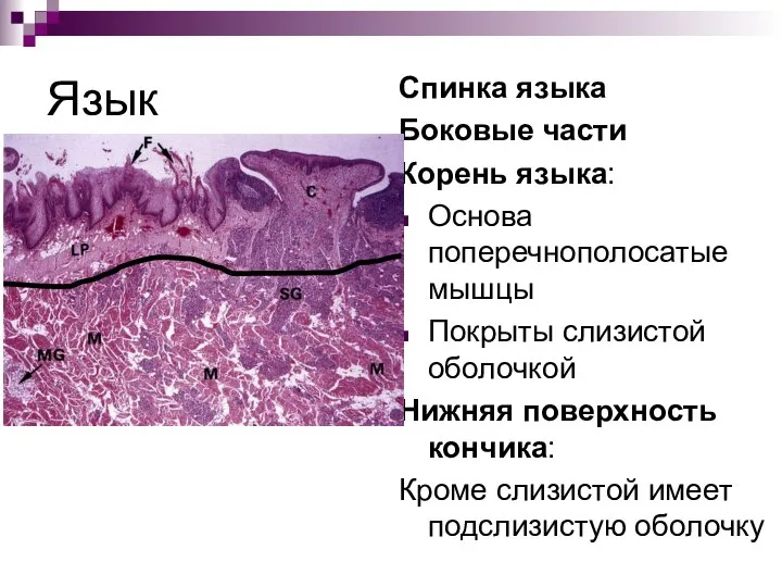 Язык Спинка языка Боковые части Корень языка: Основа поперечнополосатые мышцы Покрыты