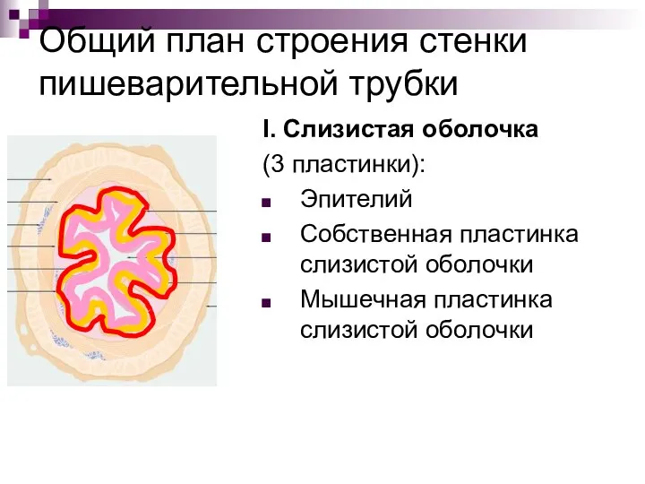 Общий план строения стенки пишеварительной трубки I. Слизистая оболочка (3 пластинки):