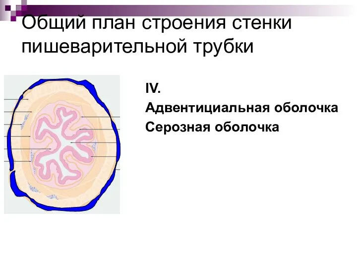 Общий план строения стенки пишеварительной трубки IV. Адвентициальная оболочка Серозная оболочка