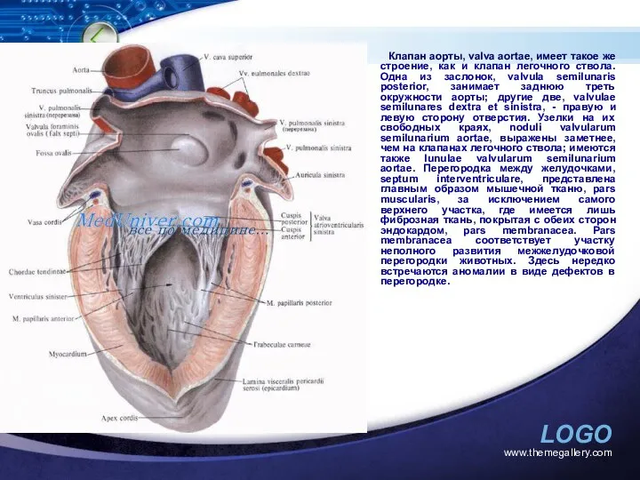 www.themegallery.com Клапан аорты, valva aortae, имеет такое же строение, как и
