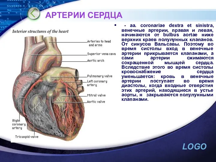 АРТЕРИИ СЕРДЦА - аа. coronariae dextra еt sinistra, венечные артерии, правая