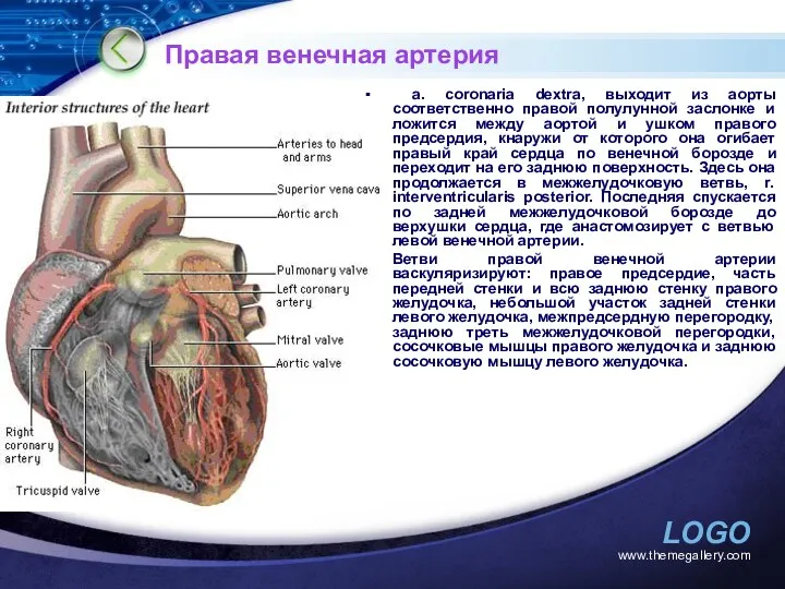 www.themegallery.com Правая венечная артерия а. coronaria dextra, выходит из аорты соответственно