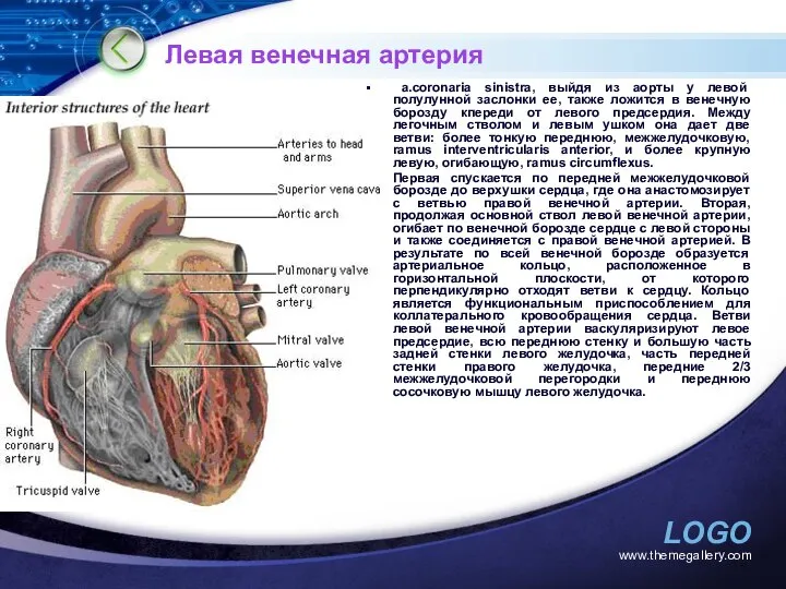 www.themegallery.com Левая венечная артерия а.coronaria sinistra, выйдя из аорты у левой