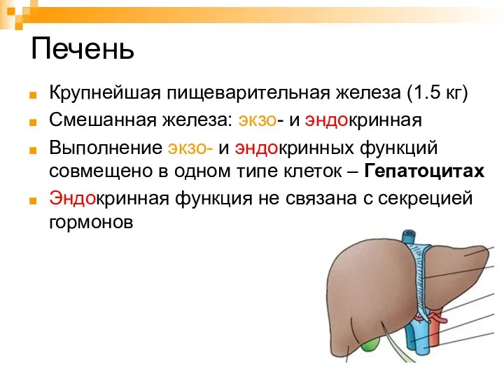 Печень Крупнейшая пищеварительная железа (1.5 кг) Смешанная железа: экзо- и эндокринная