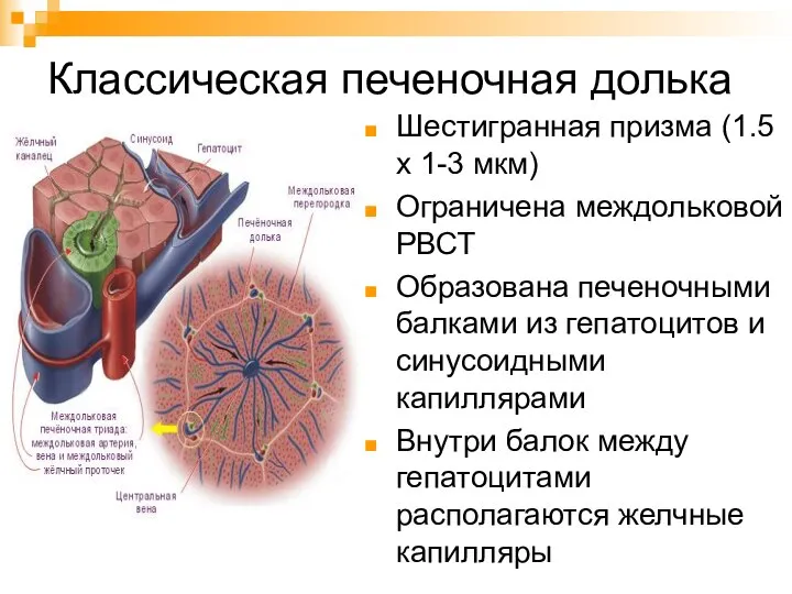 Классическая печеночная долька Шестигранная призма (1.5 х 1-3 мкм) Ограничена междольковой