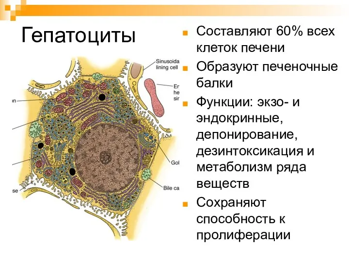 Гепатоциты Составляют 60% всех клеток печени Образуют печеночные балки Функции: экзо-