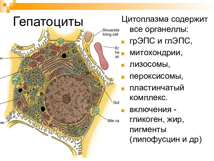 Гепатоциты Цитоплазма содержит все органеллы: грЭПС и глЭПС, митохондрии, лизосомы, пероксисомы,