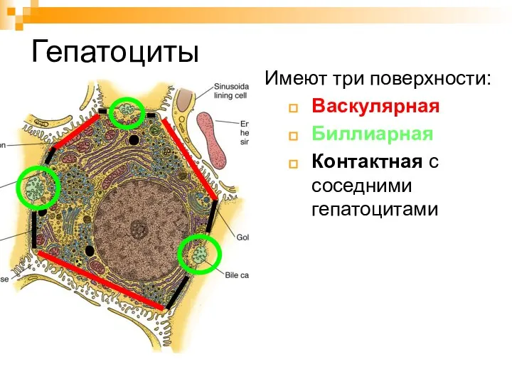 Гепатоциты Имеют три поверхности: Васкулярная Биллиарная Контактная с соседними гепатоцитами