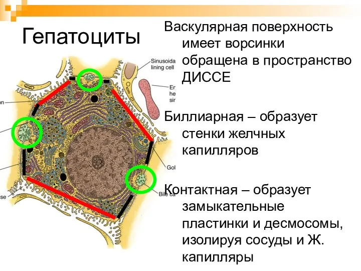 Гепатоциты Васкулярная поверхность имеет ворсинки обращена в пространство ДИССЕ Биллиарная –