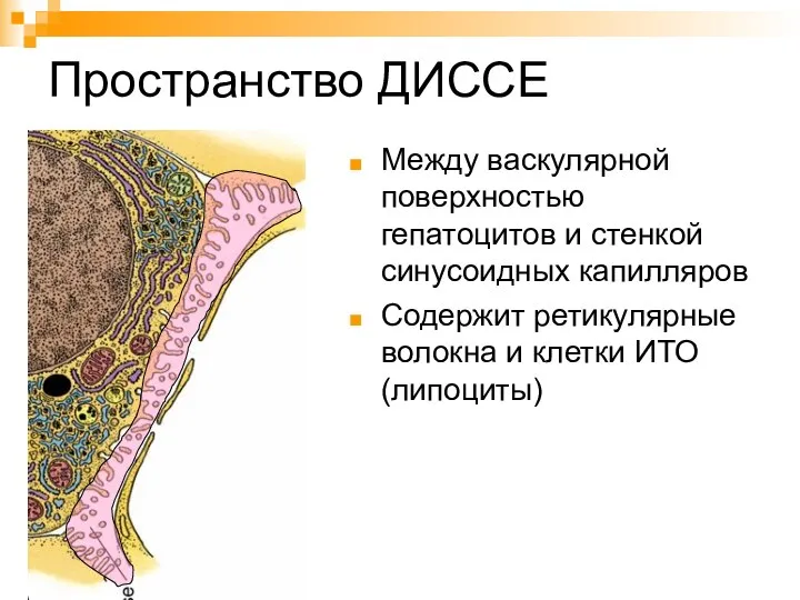 Пространство ДИССЕ Между васкулярной поверхностью гепатоцитов и стенкой синусоидных капилляров Содержит