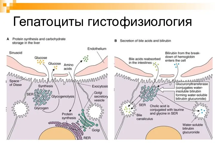 Гепатоциты гистофизиология