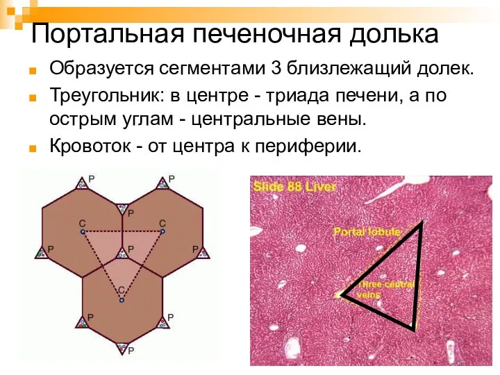 Портальная печеночная долька Образуется сегментами 3 близлежащий долек. Треугольник: в центре