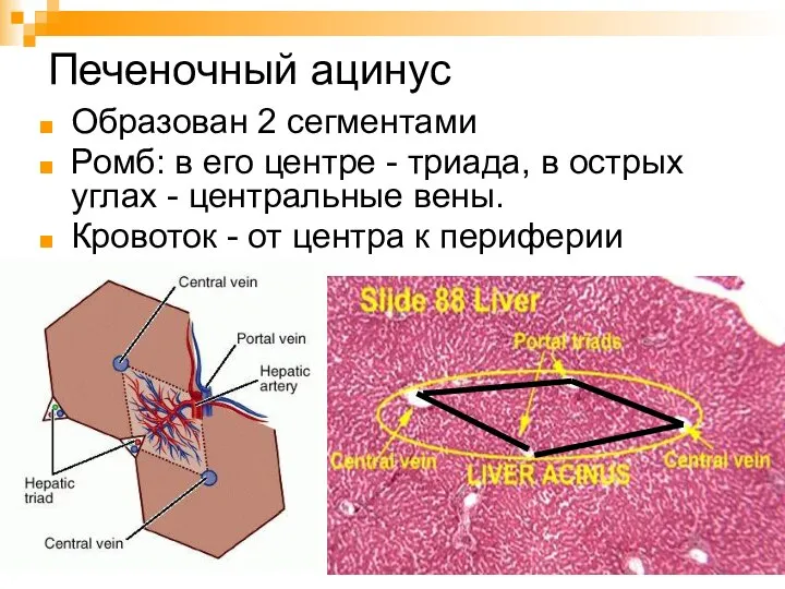 Печеночный ацинус Образован 2 сегментами Ромб: в его центре - триада,