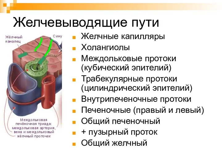 Желчевыводящие пути Желчные капилляры Холангиолы Междольковые протоки (кубический эпителий) Трабекулярные протоки