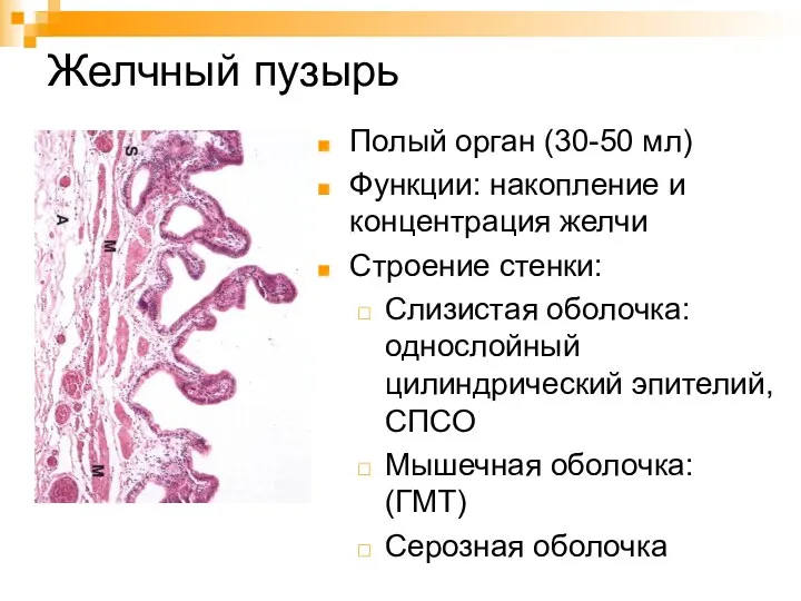 Желчный пузырь Полый орган (30-50 мл) Функции: накопление и концентрация желчи