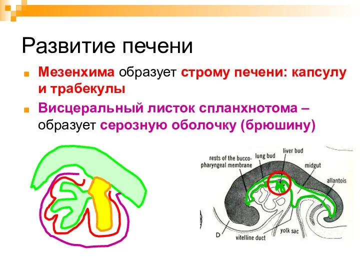 Развитие печени Мезенхима образует строму печени: капсулу и трабекулы Висцеральный листок