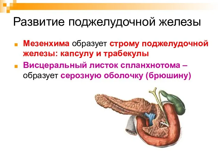 Развитие поджелудочной железы Мезенхима образует строму поджелудочной железы: капсулу и трабекулы