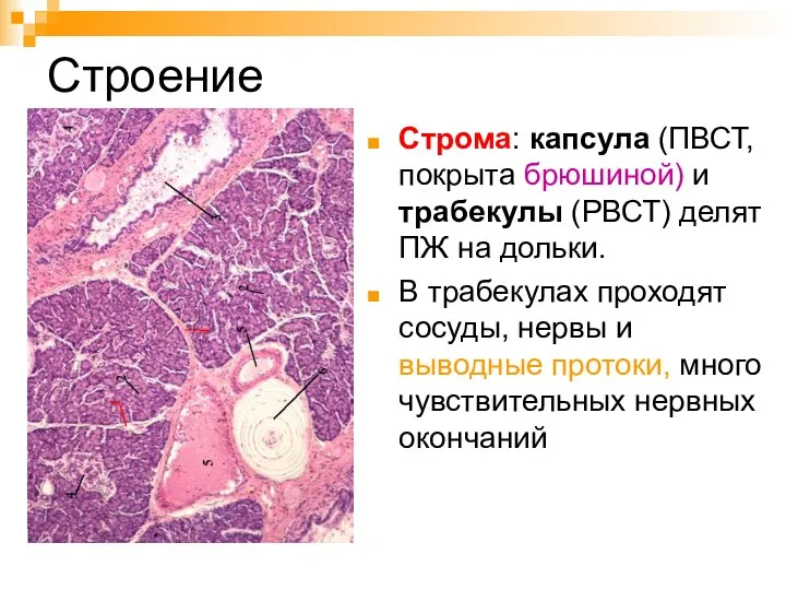 Строение Строма: капсула (ПВСТ, покрыта брюшиной) и трабекулы (РВСТ) делят ПЖ