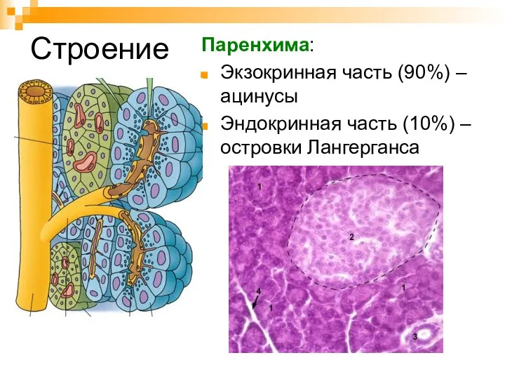 Строение Паренхима: Экзокринная часть (90%) – ацинусы Эндокринная часть (10%) – островки Лангерганса