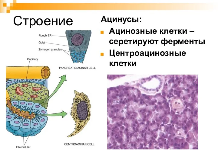 Строение Ацинусы: Ацинозные клетки – серетируют ферменты Центроацинозные клетки