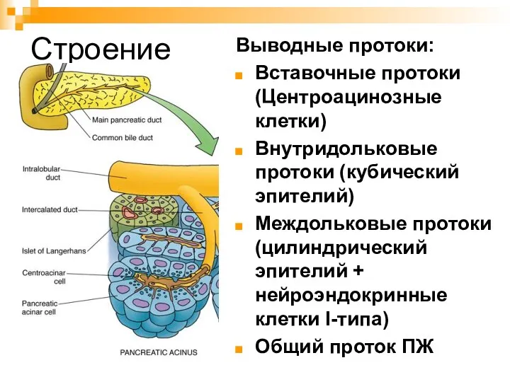 Строение Выводные протоки: Вставочные протоки (Центроацинозные клетки) Внутридольковые протоки (кубический эпителий)